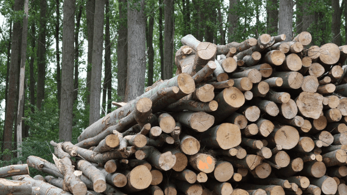 Biomass Energy